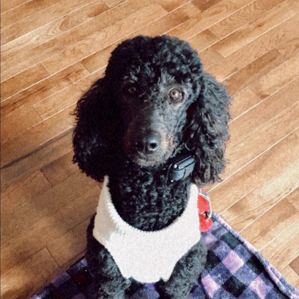 Meet your Posher, Eva